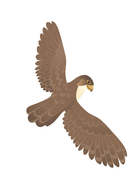 Pájaro depredador lindo halcón adulto dibujos animados diseño animal aves de rapiña carácter plano vector ilustración aislado sobre fondo blanco. - Vector, imagen