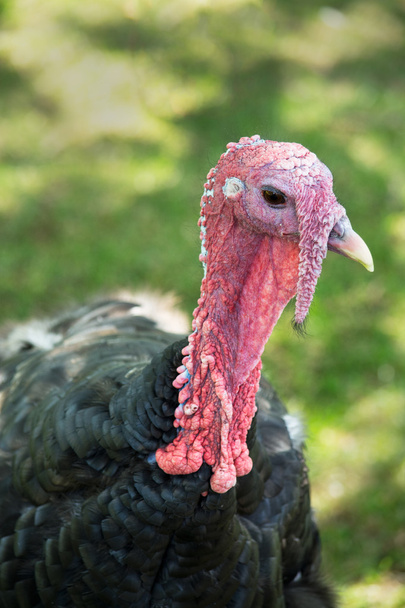 Head shot of a black turkey (Meleagris genus) - Photo, Image