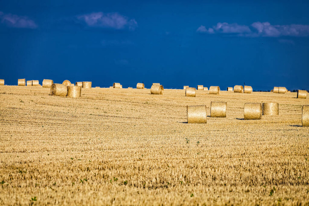 Большая круглая цилиндрическая солома или тюки сена в сельской местности на желтом пшеничном поле летом или осенью после сбора урожая в солнечный день. Солома используется в качестве биотоплива, биогаза, корма для животных, строительного материала. - Фото, изображение