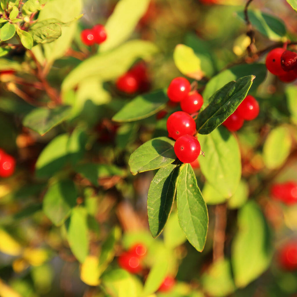 Many small red berries on the branch of a Bush. Near. - Fotoğraf, Görsel
