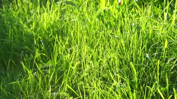 Трава у безшовній петлі вітру
 - Кадри, відео