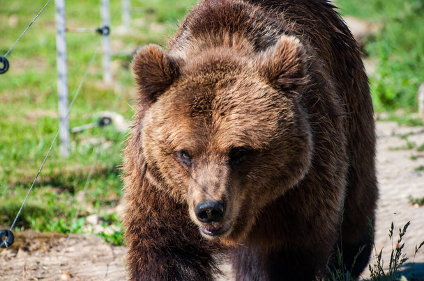 Schronisko dla niedźwiedzi niedaleko Żytomierza, Ukraina - Zdjęcie, obraz