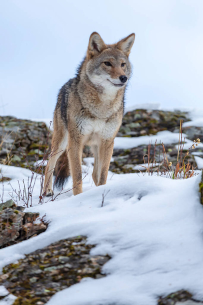 Un Coyote cerca un pasto nelle montagne innevate del Montana. - Foto, immagini