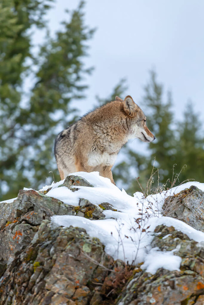 Kojootti etsii ruokaa Montanan lumisilta vuorilta.. - Valokuva, kuva