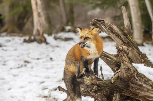 雪の多い環境で祈るための赤い狐狩り - 写真・画像