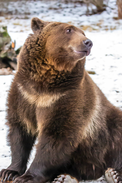 Un oso pardo disfruta del clima invernal en Montana - Foto, Imagen