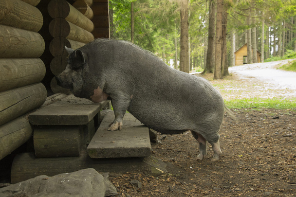 pig on the doorstep - Photo, Image