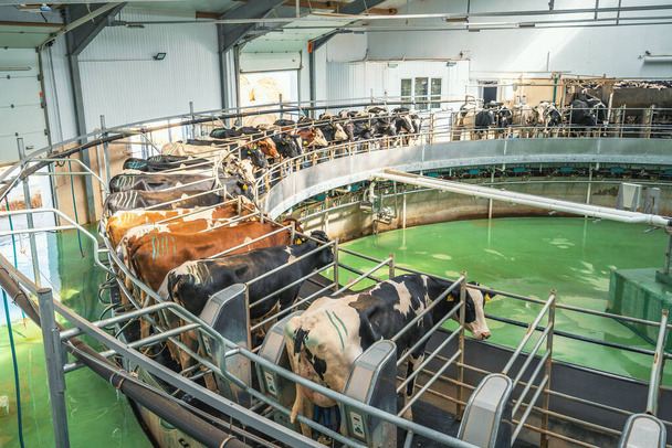 酪農場での搾乳のための丸いロータリーマシン上の牛。工業用牛乳・牛の製造業 - 写真・画像