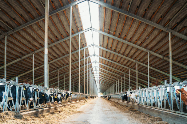Fazenda leiteira, celeiro com telhado no interior e muitas vacas comendo feno
 - Foto, Imagem