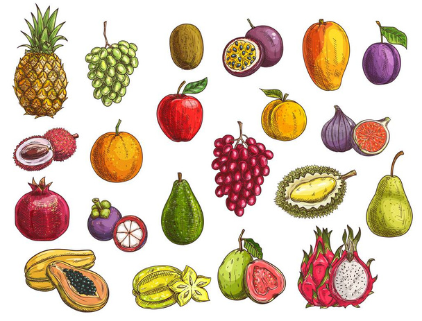 Szkice wektorowe owoców i jagód z izolowanym egzotycznym i ogrodowym jedzeniem. Mango, papaja, winogrona i jabłko, pomarańcza, gruszka, śliwka i durian, brzoskwinia, figa, kiwi i awokado, karambola, feijoa i mangosteen - Wektor, obraz
