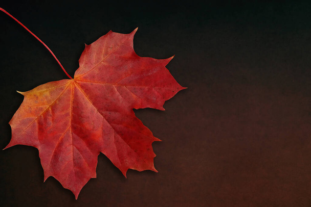 Folha de bordo vermelha como um símbolo de outono ou como um conceito temático sazonal isolado no chão escuro
. - Foto, Imagem