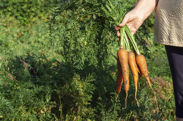 Woman holding in hand bunch of carrots - Photo, Image