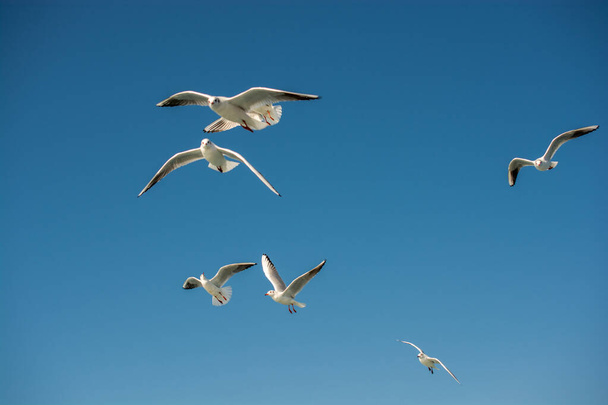 Seagulls are flying in the blue sky background - Photo, Image
