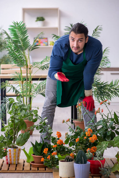 Nuori mies puutarhuri kasvien kanssa sisätiloissa - Valokuva, kuva