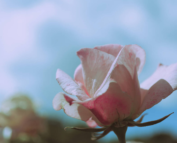 Beautiful Rose on Vintage style; nature background - Fotó, kép