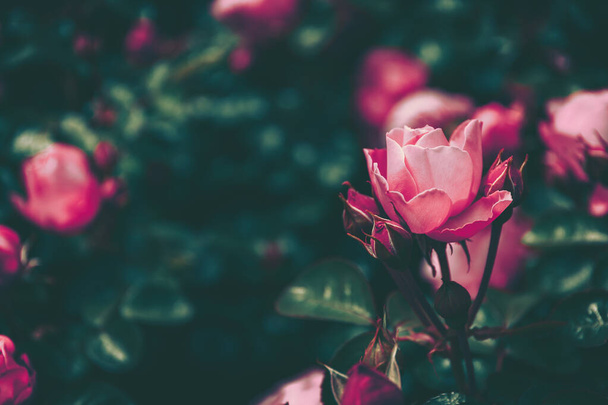 Beautiful Rose on Vintage style; nature background - Foto, Imagem