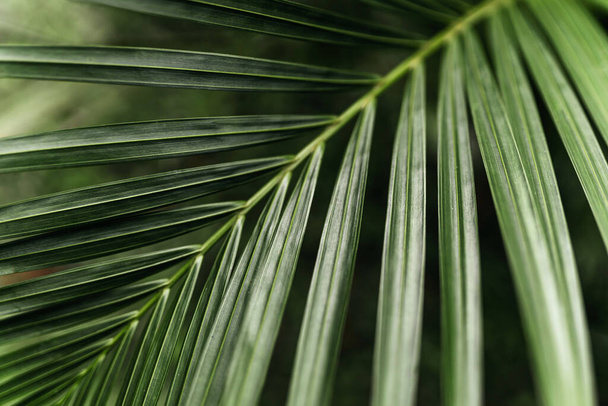 Liście palmy tropikalnej, kwiatowy wzór tła - Zdjęcie, obraz