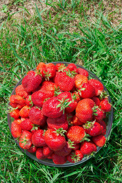 Un jarrón con grandes fresas rojas maduras se encuentra en la hierba. - Foto, imagen
