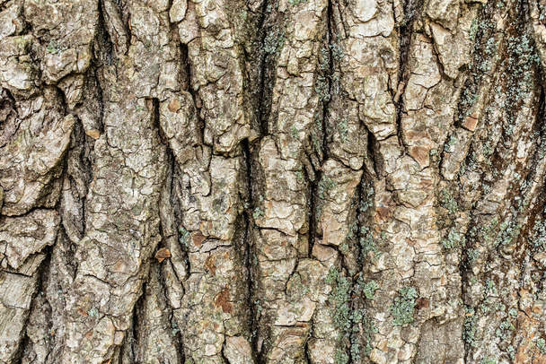 Embossed tree bark background. Tree bark texture. - Fotografie, Obrázek