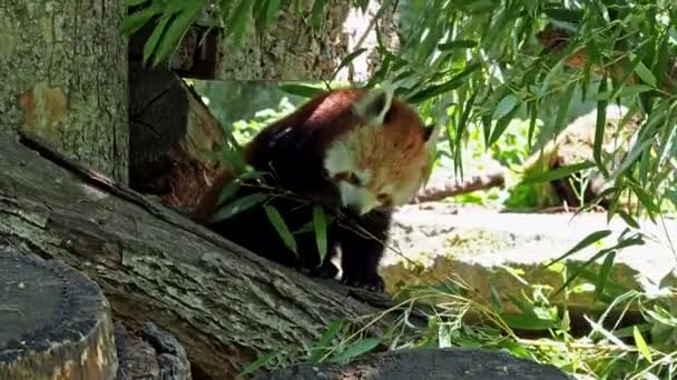 The red panda, Ailurus fulgens, also called the lesser panda and the red cat-bear. - Footage, Video