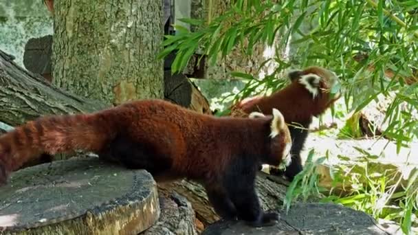 Czerwona panda, Ailurus fulgens, nazywana również mniejszą pandą i czerwonym kocim niedźwiedziem. - Materiał filmowy, wideo