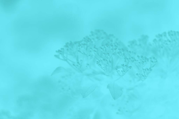 Синий бирюзовый размытый фон, цветочный узор - Фото, изображение