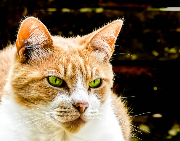 Домашній кіт з зеленими очима в біло-оранжевих кольорах, що стоять на бетонному паркані
 - Фото, зображення