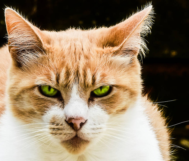 Домашній кіт з зеленими очима в біло-оранжевих кольорах, що стоять на бетонному паркані
 - Фото, зображення