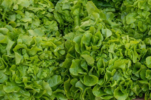 lähikuva vihreästä salaatista saaduista tuoreista luonnonmukaisista päistä - Valokuva, kuva