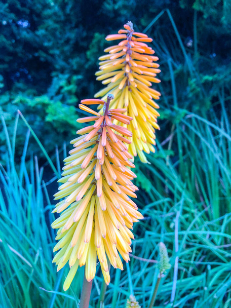 Kniphofia uvaria is also known as Tritoma, Torch Lily or Red Hot Poker due to the shape and color of its inflorescence. - Photo, Image