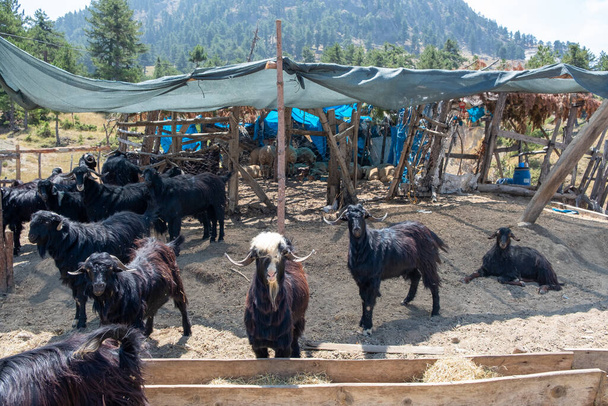  Kozy ofiarne czekające na sprzedaż. - Zdjęcie, obraz