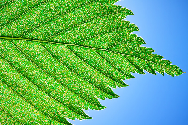 Green leaf - Φωτογραφία, εικόνα