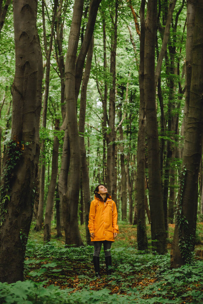 mujer en impermeable amarillo caminando por el bosque lluvioso. Vista trasera. espacio de copia. gente pequeña en el mundo grande - Foto, imagen