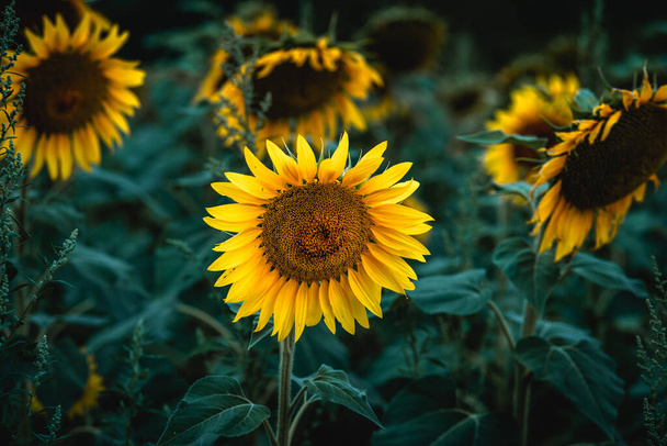 Close-up with sunflower field at sunrise. - Photo, Image
