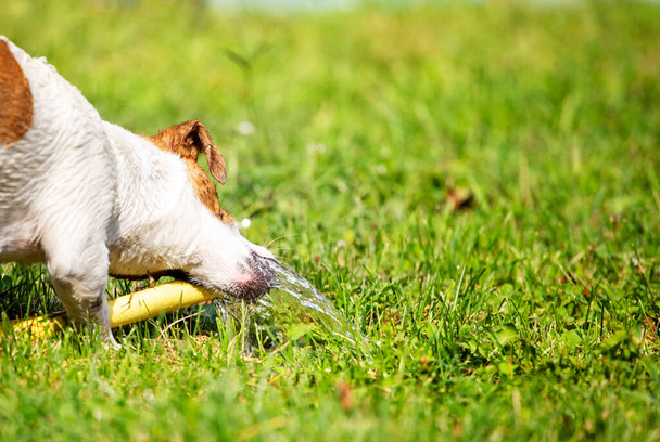 glücklicher Jack Russell Terrier, der mit einem Wasserschlauch spielt, aus dem an einem sonnigen Sommertag ein Wasserstrahl fließt, Gartenarbeit, waagerecht - Foto, Bild
