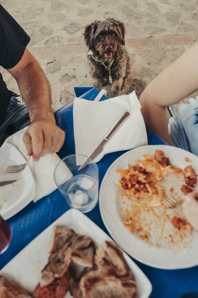 Perro mirando comida en la mesa. - Foto, imagen