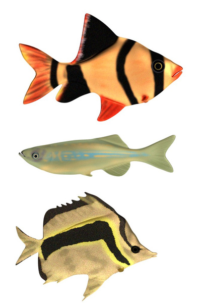 Realistic 3d render of fishes - Photo, image