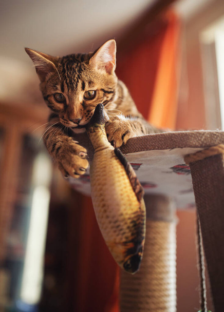 Portré egy imádnivaló bengáli macskáról, aki haljátékkal játszik. Háziállat. Aranyos cica otthon belső. - Fotó, kép