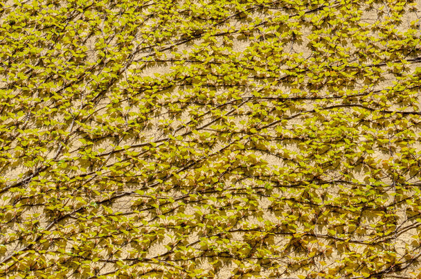 Klimvijg, Ivy.Klimboom op muur.Geïsoleerd op geel - Foto, afbeelding