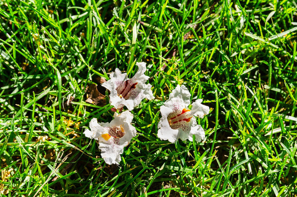 εξαιρετικά λευκά λουλούδια σε πράσινο φόντο υφή γρασίδι - Φωτογραφία, εικόνα