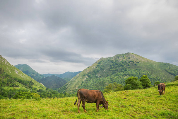 Vacas en los Picos de Europa, Asturias. Terreno agrícola en las montañas, un lugar muy turístico en España - Foto, Imagen