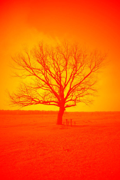 Красивое ветвистое дерево на равнине. Пейзаж. Насыщенный ярко-оранжевый тонинг. - Фото, изображение