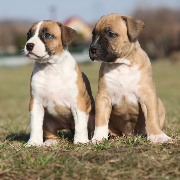 staffordshire アメリカのテリア一緒の 2 つの素敵な小さな子犬 - 写真・画像