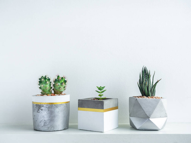 Green cactus and succulent plant in modern geometric concrete planters decoration on white shelf isolated on white wall background with copy space. Beautiful white, gold and silver colour painted cement pots. - Photo, Image