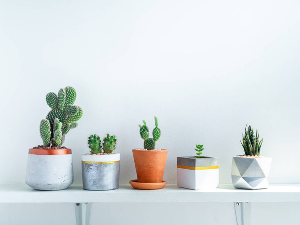Various green cactus and succulent plant in terracotta pot and modern geometric concrete planters decoration on white shelf isolated on white wall background with copy space. Beautiful painted cement pots. - Photo, Image