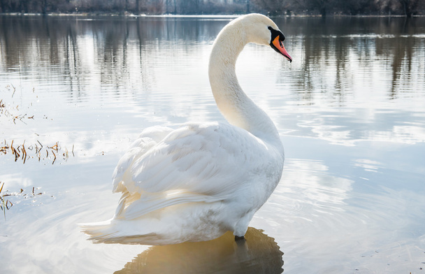white swan - Photo, Image