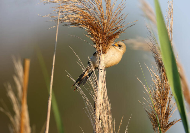 A young bearded reedling, also known as bearded tit (Panurus biarmicus), is photographed close-up in its natural habitat in the soft morning light of the golden hour against an unusual background. - Photo, Image