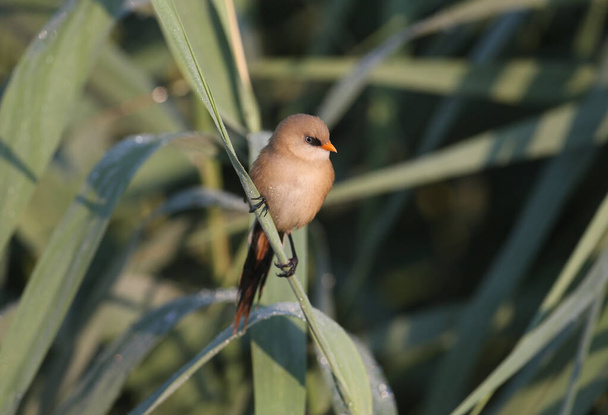 A young bearded reedling, also known as bearded tit (Panurus biarmicus), is photographed close-up in its natural habitat in the soft morning light of the golden hour against an unusual background. - Foto, immagini