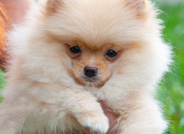 Funny yellow pomeranian on nature. Pretty puppy is good mood - Photo, Image
