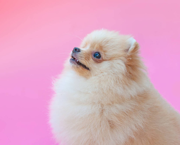Goud vrij pomeranian puppy op de roze achtergrond - Foto, afbeelding
